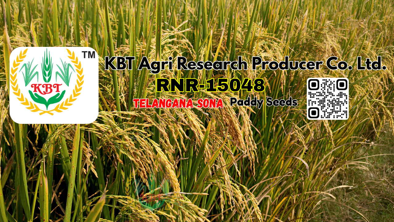 Rnr Rice RNR-15048 (Sugar Free) Rice By KBT Agri | KBT AGRI BLOGS