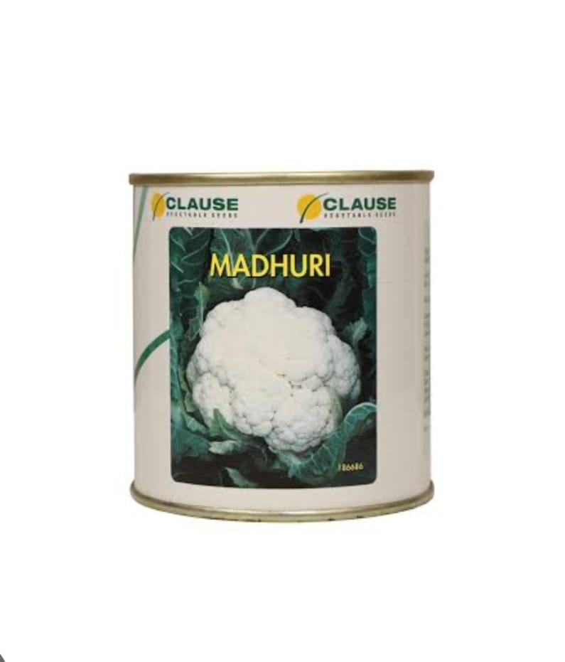 CLAUSE MADHURI | 100gm | Cauliflower ( गोभी ) Seeds Gobhi