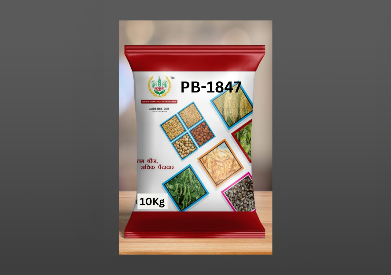PUSA BASMATI - 1847 PADDY 1Kg - KBT Agri Research