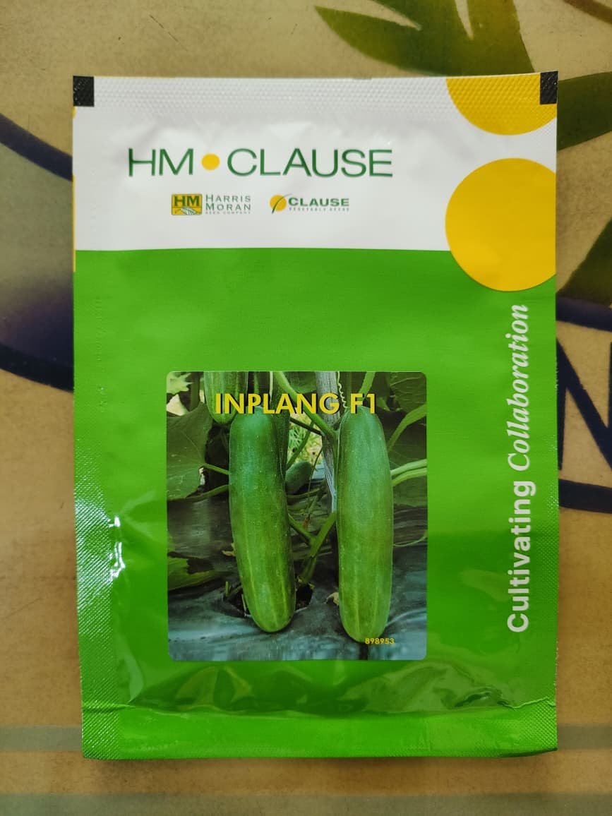 INPLANG F1 Hybrid Cucumber Seeds 10gm
